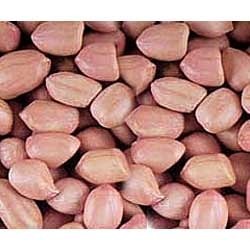 Manufacturers,Exporters,Suppliers of Groundnut Seed